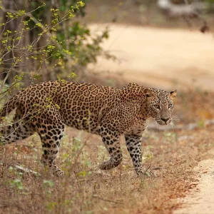 Explore Exploring Cultural Treasures and Natural Wonders in 5 Days for 5 days with Apple Vacations Pvt Ltd and discover unforgettable experiences - Photo 8