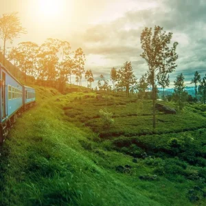Explore Serene Sri Lanka: A Magical 5-days Journey for 5 days with Apple Vacations Pvt Ltd and discover unforgettable experiences - Photo 8