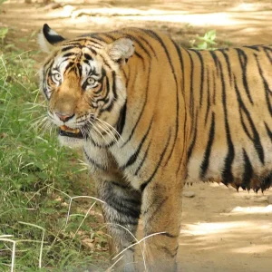 Explore 7-Day Private Luxury Golden Triangle Tour With Oberoi Hotels & Ranthambore Tigers Safari for 7 days with Coxan Tours and discover unforgettable experiences - Photo 8