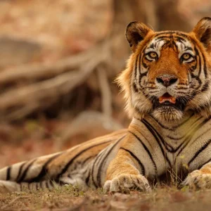 Explore 7-Day Private Luxury Golden Triangle Tour With Oberoi Hotels & Ranthambore Tigers Safari for 7 days with Coxan Tours and discover unforgettable experiences - Photo 11