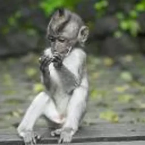 Explore Bali - Island of Inspiration for 9 days with Discover Corps and discover unforgettable experiences - Photo 6