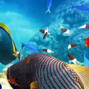 Explore Cairns and the Great Barrier Reef (Short Break) for 4 days with AAT Kings and discover unforgettable experiences - Photo 2