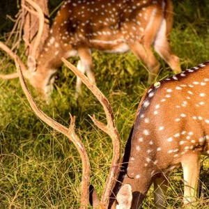Explore 03 Days Tour to Sigiriya, Kandy, Nuwara Eliya, Ella & Udawalawe for 3 days with Apple Vacations Pvt Ltd and discover unforgettable experiences - Photo 6