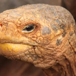 Explore Complete Galapagos (Grand Daphne) for 10 days with Intrepid Travel and discover unforgettable experiences - Photo 2