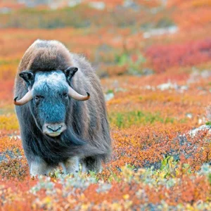 Explore Imposing fjord country for 8 days with DERTOUR and discover unforgettable experiences - Photo 2