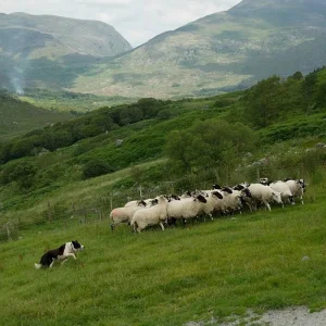 Explore Taste of Ireland (Tour B) - 6 Days/5 Nights (from Cashel to Shannon) for 6 days with CIE Tours and discover unforgettable experiences - Photo 3