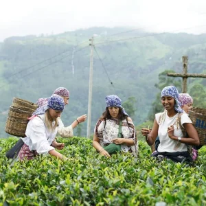 Explore Cultural Treasures and Natural wonders, Sri Lanka's Splendorous path for 6 days with Apple Vacations Pvt Ltd and discover unforgettable experiences - Photo 11