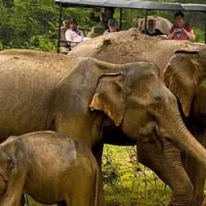 Explore Serene Sri Lanka: A Magical 5-days Journey for 5 days with Apple Vacations Pvt Ltd and discover unforgettable experiences - Photo 10