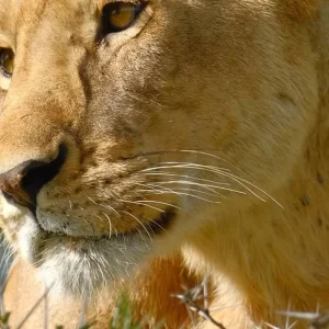 Explore Discover The World-class 3-Day Tanzania Safari From Zanzibar (Fly In - Fly Out) for 3 days with Africa Natural Tours and discover unforgettable experiences - Photo 3