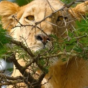 Explore Discover The World-class 3-Day Tanzania Safari From Zanzibar (Fly In - Fly Out) for 3 days with Africa Natural Tours and discover unforgettable experiences - Photo 4
