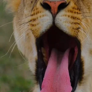 Explore The Most Affordable 3 Days, 2 Nights Maasai Mara Group Budget Safari in Kenya for 3 days with Africa Natural Tours and discover unforgettable experiences - Photo 6