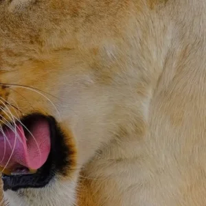 Explore The Most Affordable 4-Day Masai Mara National Reserve Budget Safari in Kenya with an Expert Local Guide for 4 days with Africa Natural Tours and discover unforgettable experiences - Photo 2