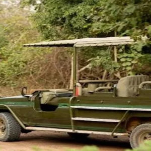 Explore Mikumi National Park Safari: The Best private 1 Day Safari Trip from Zanzibar with Local Expert Guide for 1 days with Africa Natural Tours and discover unforgettable experiences - Photo 4