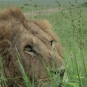 Explore Mikumi National Park Safari: The Best private 1 Day Safari Trip from Zanzibar with Local Expert Guide for 1 days with Africa Natural Tours and discover unforgettable experiences - Photo 5