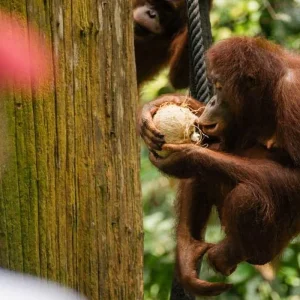 Explore Borneo Adventure for 9 days with Contiki and discover unforgettable experiences - Photo 2