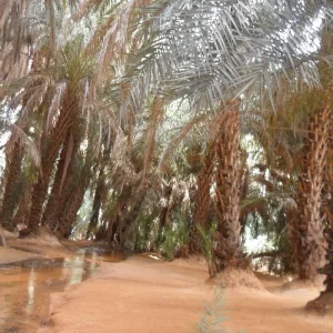 Explore Explore Mauritania – 8 days for 8 days with Continent Tours and discover unforgettable experiences - Photo 2