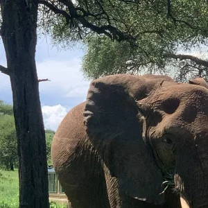 Explore 9 Days Tanzania Budget Group Safari Tour from Moshi – Your Complete Travel Guide for 9 days with Africa Natural Tours and discover unforgettable experiences - Photo 7