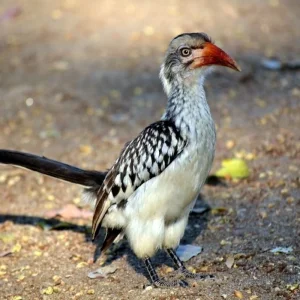 Explore Kruger Park Highlights for 4 days with ATC Group and discover unforgettable experiences - Photo 3