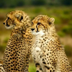 Explore 19-day Victoria Falls to Cape Town (Camping) for 19 days with Acacia Adventure Holidays and discover unforgettable experiences - Photo 2
