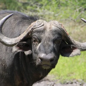 Explore 14-day Zimbabwe & Mozambique Explorer (Camping) for 14 days with Acacia Adventure Holidays and discover unforgettable experiences - Photo 2