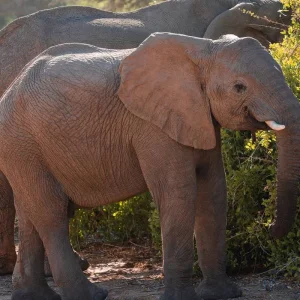 Explore Liuwa, Kafue, South Luangwa NP- Exploring Zambia's Wilderness for 15 days with Adventure Purists Ltd. and discover unforgettable experiences - Photo 4