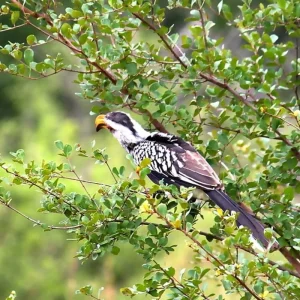 Explore Kruger National Park 2 Days BIG 5 Safari for 2 days with Africa Moja Tours And Safaris and discover unforgettable experiences - Photo 2