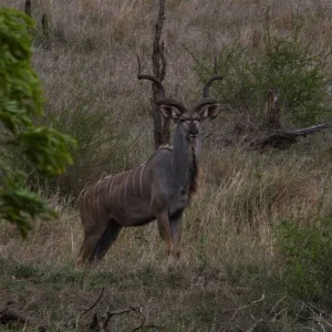 Explore 4 Days Kruger National Magical Safari with Panorama for 4 days with Africa Moja Tours And Safaris and discover unforgettable experiences - Photo 3