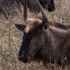 Explore 4 Days Kruger National Magical Safari with Panorama for 4 days with Africa Moja Tours And Safaris and discover unforgettable experiences - Photo 4