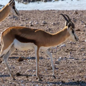 Explore The Best Adventure Tanzania Safari for 8 days with All Weather Adventures and discover unforgettable experiences - Photo 2