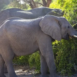 Explore The Best Adventure Tanzania Safari for 8 days with All Weather Adventures and discover unforgettable experiences - Photo 3