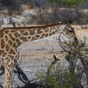 Explore The Best Adventure Tanzania Safari for 8 days with All Weather Adventures and discover unforgettable experiences - Photo 5