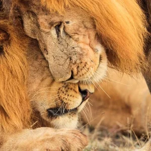 Explore The Best Adventure Tanzania Safari for 8 days with All Weather Adventures and discover unforgettable experiences - Photo 6