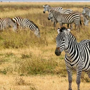 Explore Highlights of Tanzania Safari 6D/5N (Tarangire, Serengeti & Ngorongoro) for 6 days with Bamba Travel and discover unforgettable experiences - Photo 4