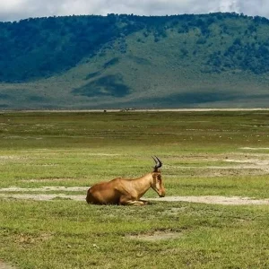 Explore Highlights of Tanzania Safari 5D/4N (Tarangire, Serengeti & Ngorongoro) for 5 days with Bamba Travel and discover unforgettable experiences - Photo 4
