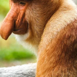 Explore Sandakan Orangutan Experience 4D/3N for 4 days with Bamba Travel and discover unforgettable experiences - Photo 2