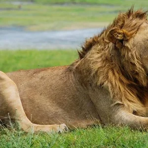 Explore Highlights of Tanzania Safari 6D/5N (Tarangire, Serengeti & Ngorongoro) for 6 days with Bamba Travel and discover unforgettable experiences - Photo 6
