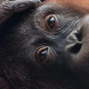 Explore Sandakan Orangutan Experience 4D/3N for 4 days with Bamba Travel and discover unforgettable experiences - Photo 3