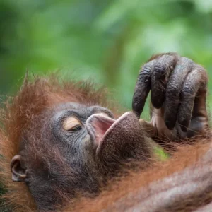 Explore Sandakan Orangutan Experience 4D/3N for 4 days with Bamba Travel and discover unforgettable experiences - Photo 4