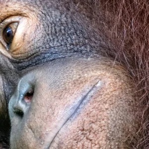 Explore Sandakan Orangutan Experience 4D/3N for 4 days with Bamba Travel and discover unforgettable experiences - Photo 5