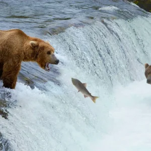 Explore Alaska: Ocean Wildlife to Interior Wilderness Adventure - 9 Days for 9 days with BrushBuck Wildlife Tours and discover unforgettable experiences - Photo 2