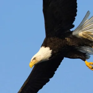 Explore Alaska: Ocean Wildlife to Interior Wilderness Adventure - 9 Days for 9 days with BrushBuck Wildlife Tours and discover unforgettable experiences - Photo 5