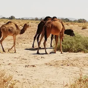 Explore 3 Day Sahara desert  tour from Marrakech for 3 days with Cultural Morocco Tours and discover unforgettable experiences - Photo 3