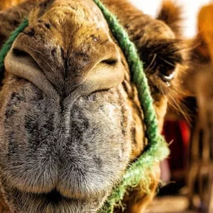 Explore Private 6-Day through Marrakech & the Sahara Desert for 6 days with Cultural Morocco Tours and discover unforgettable experiences - Photo 5