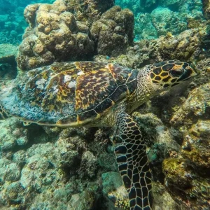 Explore Maldives Uncovered for 8 days with Encounters Travel and discover unforgettable experiences - Photo 2