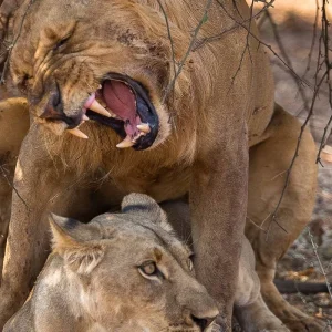 Explore Zambezi Canoe Safari for 8 days with Exodus Adventure Travels and discover unforgettable experiences - Photo 2