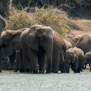 Explore Zambezi Canoe Safari for 8 days with Exodus Adventure Travels and discover unforgettable experiences - Photo 5
