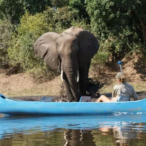 Explore Zambezi Canoe Safari for 8 days with Exodus Adventure Travels and discover unforgettable experiences - Photo 6