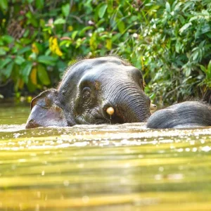 Explore Borneo Wildlife Discoverer for 15 days with Exodus Adventure Travels and discover unforgettable experiences - Photo 2