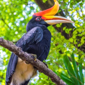 Explore Borneo Wildlife Discoverer for 15 days with Exodus Adventure Travels and discover unforgettable experiences - Photo 5