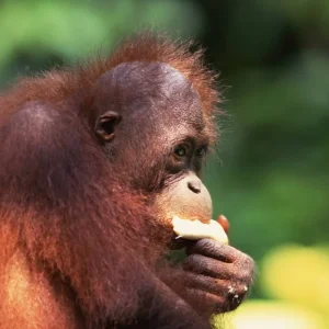 Explore Borneo Wildlife Discoverer for 15 days with Exodus Adventure Travels and discover unforgettable experiences - Photo 7